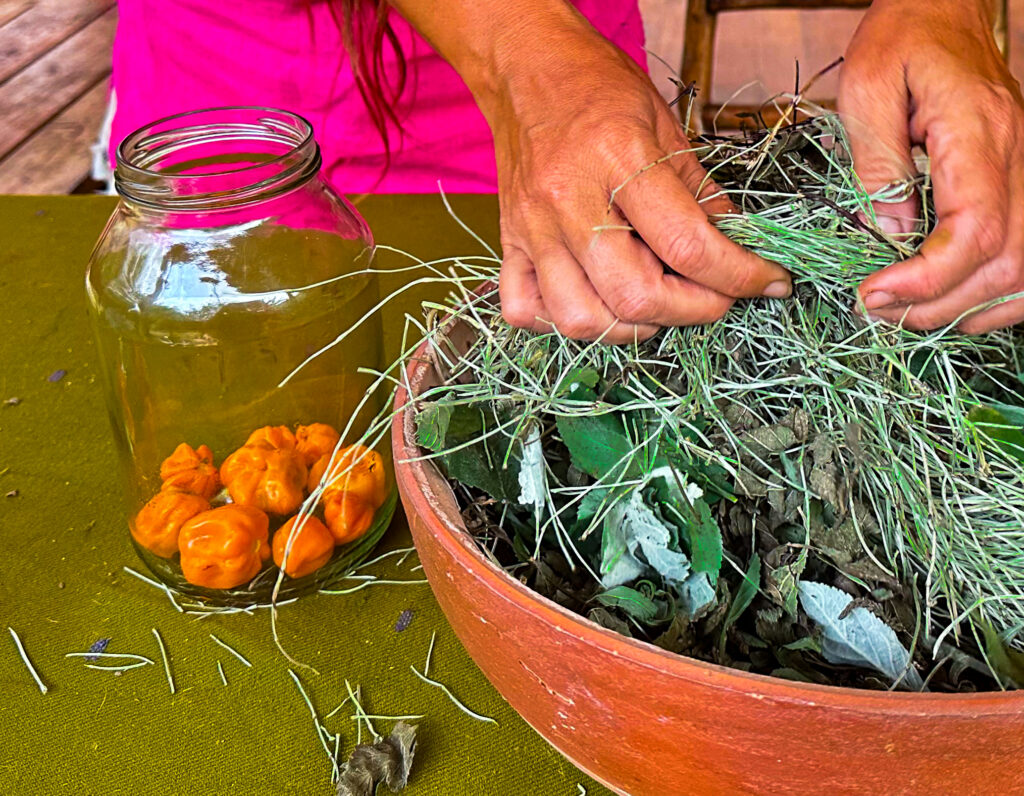 manos alistando plantas